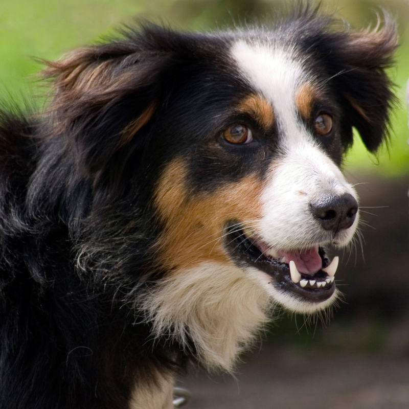 Cute therapy dog