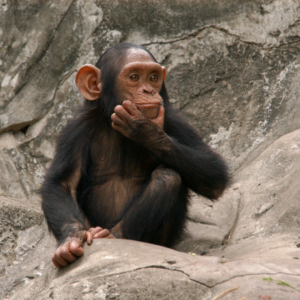 Chimpanzee image